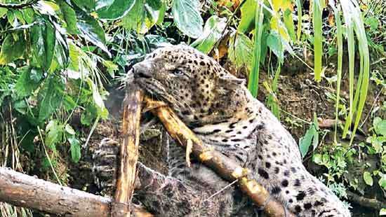 Unless urgent action is taken: Hill country leopards face extinction