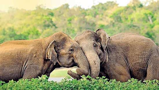 Homosexual behaviour  observed among wild elephants