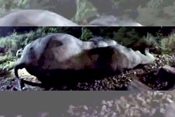 Another jumbo killed by the train