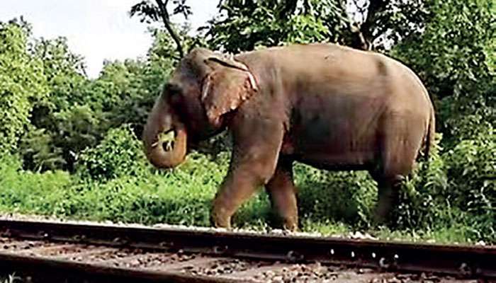 Camera developed to save elephants from being hit by trains