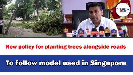 New policy for planting trees alongside roads,To follow model used in Singapore