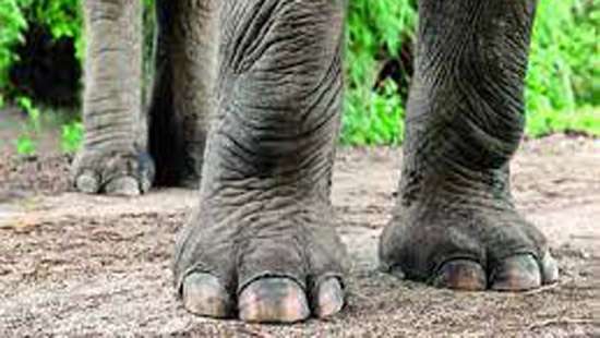 Pada Yatra pilgim trampled to death by jumbo
