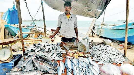 Unveiling Sri Lanka’s Fishing Dilemma:  Quality Loss and Climate Challenges