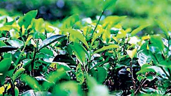 Good general demand at this week’s tea auction