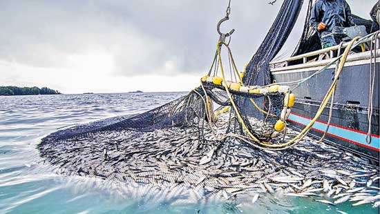 Sri Lankan seas still disturbed by Indian bottom trawling menace