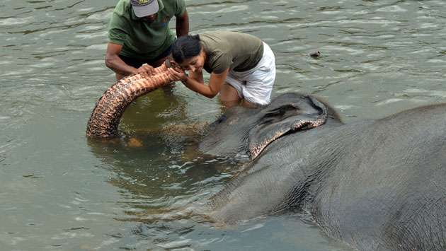 Interact with elephants at Pinnawala