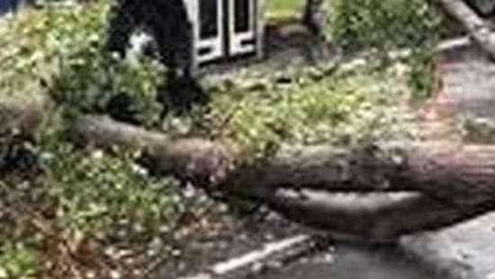 Tree branch falls on three vehicles on Duplication Road