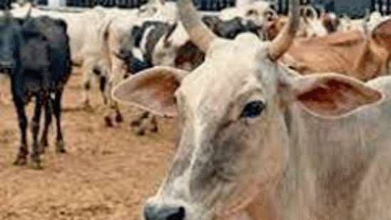 Ban on animal, meat transport lifted
