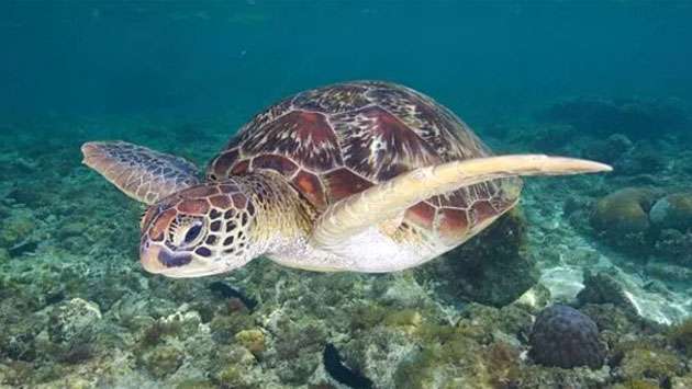 Three dead and dozens sick after eating sea turtle stew