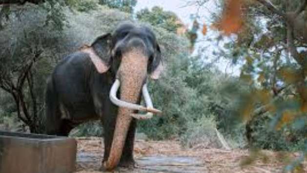 Ruhunu Kataragama elephant Vasana’s tusk partially broken