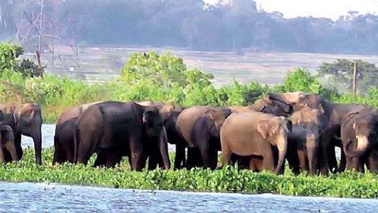 Wild elephants waiting to feed on stubble