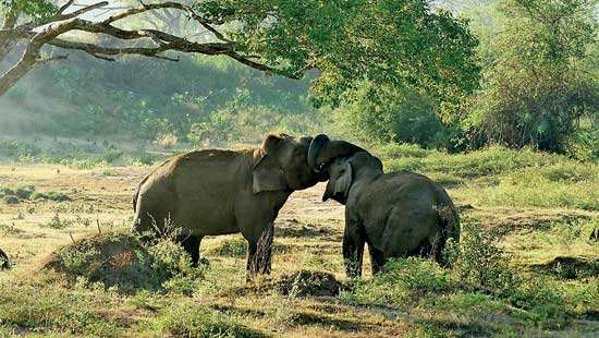 Spotlight on Wandama Demaliya Reserve Plan to allocate forest land  to farmers causes concerns