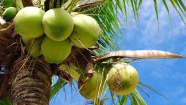 New Rs. 30,000 subsidy for coconut growers in Northern Coconut Triangle