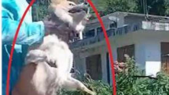 Cruelty to dog: Suspect remanded till Sept 10