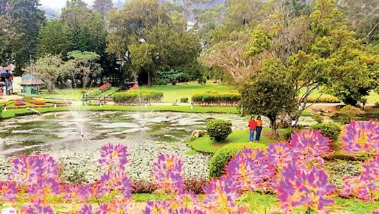 The 105-year old legacy of the Peace Tree in Nuwara Eliya