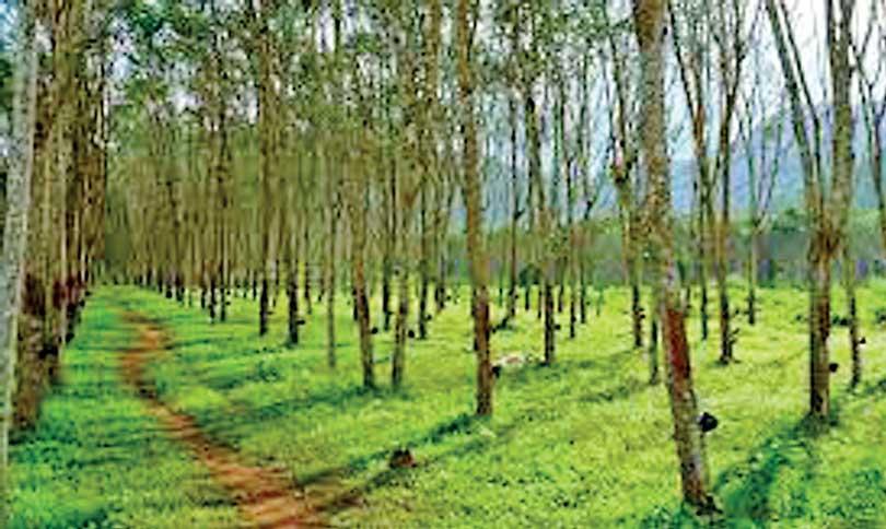 Leaf disease threatens natural rubber production