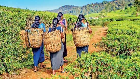 Plantation industry recommits to community welfare in 2025