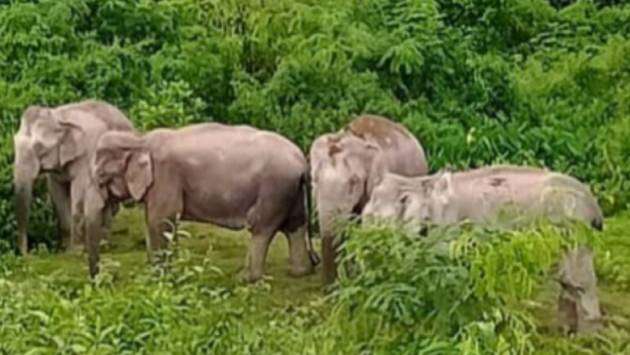 Wildlife Department plans urgent action to cut deaths from elephant-human conflict by 20%