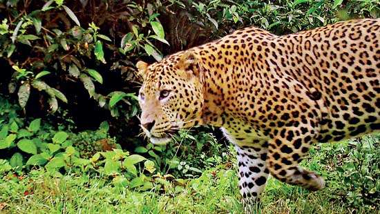 An Island leopard keeping our natural landscapes intact