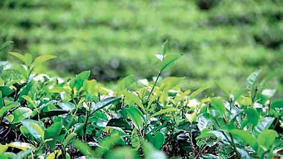 Colombo Tea Auction sees volumes contract this week