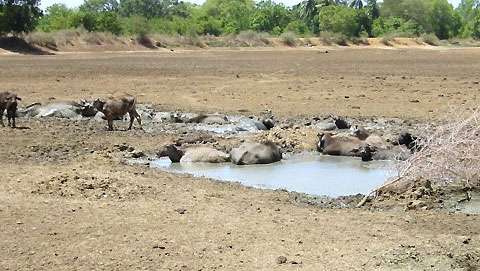 More than 10,000 lakes completely dried: Amaraweera
