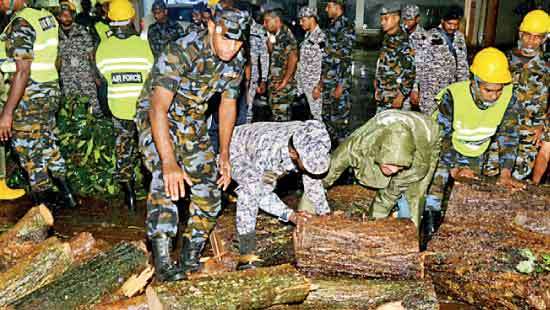 Another tree falls in Colombo