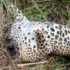 Leopard killed and head taken away