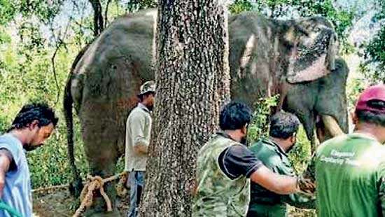 Encouraging mob violence against wildlife officers Callous political priorities put frontline defenders at risk