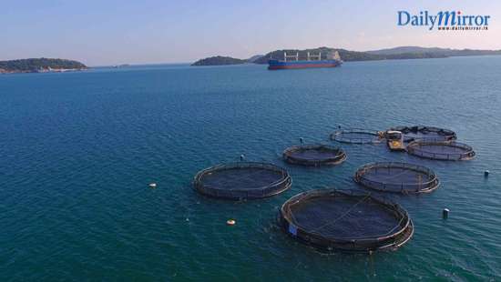 Oceanpick first in South Asia to earn BAP certification for offshore farming