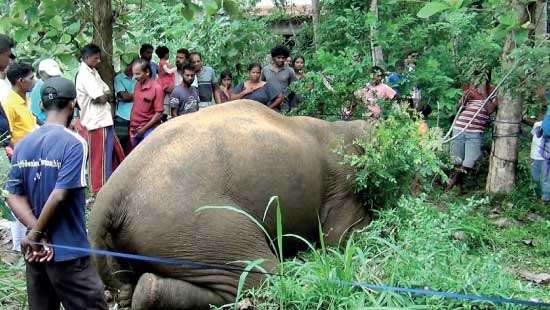 A farmer who shot dead wild elephant in self-defence arrested