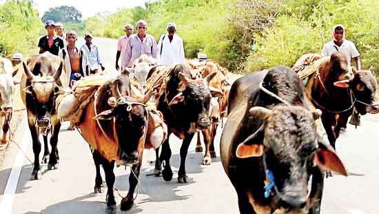 Kataragama Esala Festival commences