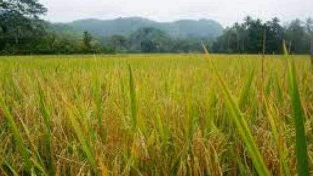 Racket to sell ancient reservoirs and paddy lands in Anuradhapura: Farmers’ Union