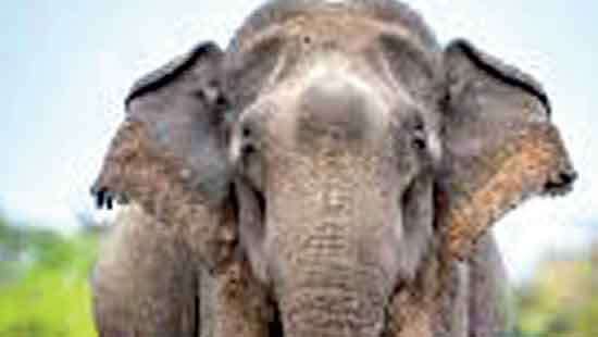Killed by wild elephant