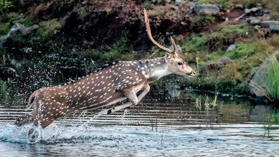 THE GUARDIAN OF SRI LANKA’S WILDLIFE