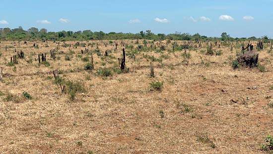 Over 150 acres of Udawalawa forest illegally cleared - ‘Rotti Chaminda’ arrested
