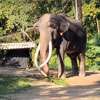 Thai vets consider trimming tusks of Muthu Raja to improve mobility