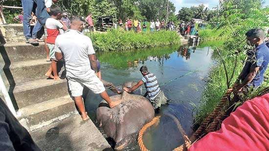 Year ends with another wild elephant death in Maduru Oya canal