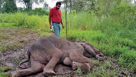 Local explosives claim life of six year old she-elephant