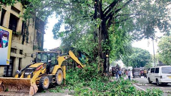 Shaving Colombo’s tree-line for better safety of pedestrians