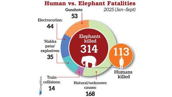 Over 400 dead as human-elephant conflict turns deadlier