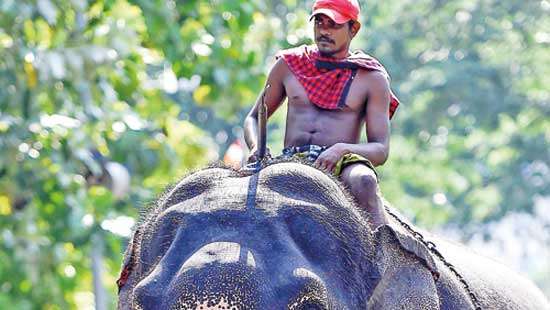 Elephants Mahouts Victims of Tradition