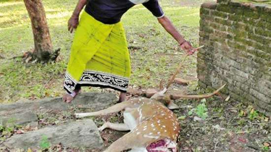 Spotlight on Polonnaruwa Gal Vihara   Traps await roaming deer  inside sacred city’s sanctuary