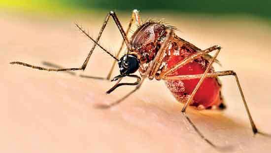 Colombo declared high-risk as dengue cases mount