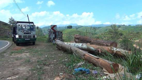 Railways to remove hazardous trees along Galabada-Hatton line