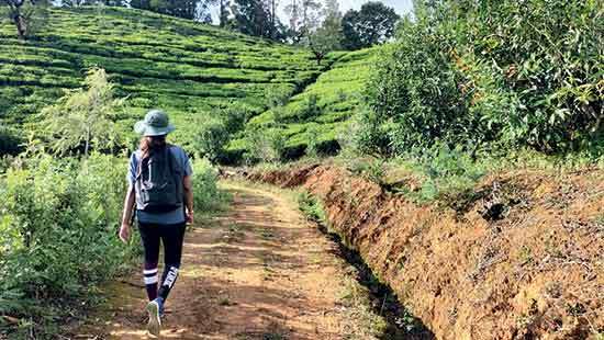 Pekeo Trail – Social leveller committed to sustainability Stewardship and Governance  of Recreational Trails