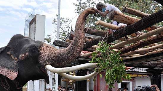 Athupandalama ritual at Kataragama Temple