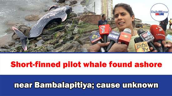 Short-finned pilot whale found ashore near Bambalapitiya; cause unknown