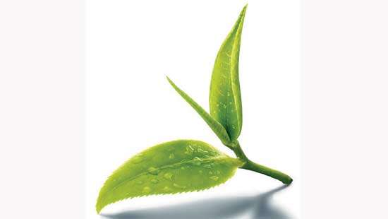 Tea auction prices stabilise on improved demand