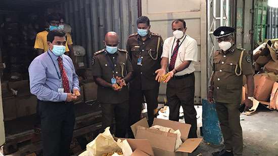 Large dried turmeric stock seized