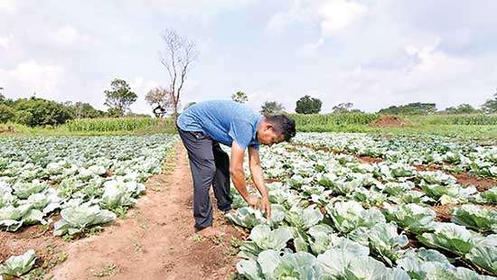 How Sri Lankan farmers are taking charge of their destiny